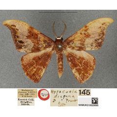 /filer/webapps/moths/media/images/D/drepana_Hypocoela_HT_BMNH.jpg