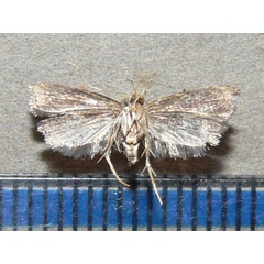 /filer/webapps/moths/media/images/S/septella_Brachmia_A_Goff_02.jpg