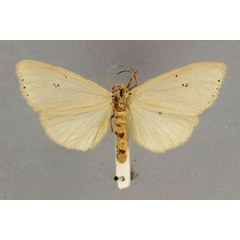 /filer/webapps/moths/media/images/G/griseata_Estigmene_HT_BMNH.jpg