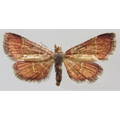 /filer/webapps/moths/media/images/A/anosibealis_Zitha_PTF_MNHN.jpg