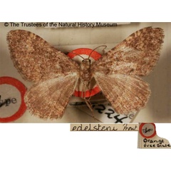 /filer/webapps/moths/media/images/E/edelsteni_Epirrhoe_HT_BMNH.jpg
