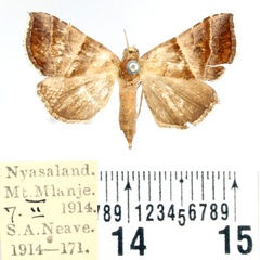 /filer/webapps/moths/media/images/P/prunescens_Radara_AF_BMNH.jpg