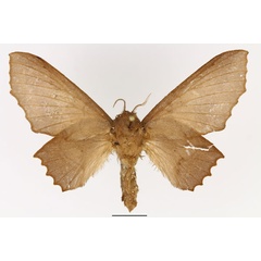 /filer/webapps/moths/media/images/D/dentata_Stenophatna_AF_Basquin.jpg