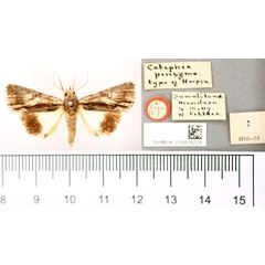 /filer/webapps/moths/media/images/P/pericyma_Catephia_AT_BMNH.jpg