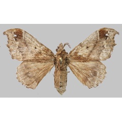 /filer/webapps/moths/media/images/F/fenestrata_Odontopacha_AF_RMBH.jpg