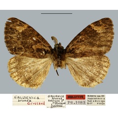 /filer/webapps/moths/media/images/B/brunea_Gallienica_HT_MNHN.jpg