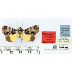 /filer/webapps/moths/media/images/V/varius_Ulotrichopus_HT_BMNH.jpg