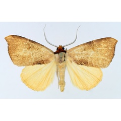 /filer/webapps/moths/media/images/P/phaeodonta_Marcipa_AM_TMSA_01.jpg