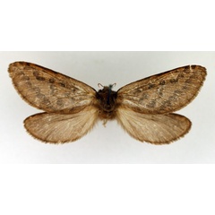 /filer/webapps/moths/media/images/I/infumata_Eudalaca_AF_TMSA.jpg