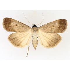 /filer/webapps/moths/media/images/P/plumbea_Tathorhynchus_AF_TMSA_01.jpg