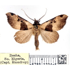 /filer/webapps/moths/media/images/M/molybdea_Marcipa_AM_BMNH.jpg