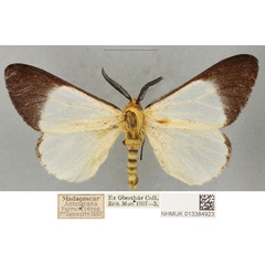 /filer/webapps/moths/media/images/A/antsianakana_Coenostegia_PLTM_BMNH_02.jpg