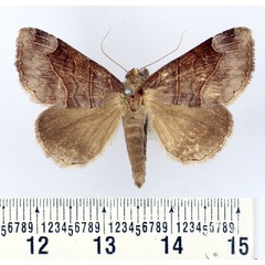 /filer/webapps/moths/media/images/P/porphyrescens_Dysgonia_AF_BMNH.jpg
