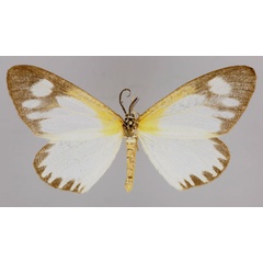 /filer/webapps/moths/media/images/G/gracilis_Cartaletis_A_ZSM_01.jpg