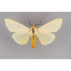 /filer/webapps/moths/media/images/P/pauliani_Spilosoma_A_BMNH.jpg