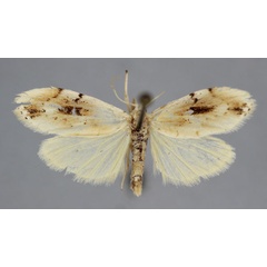 /filer/webapps/moths/media/images/O/oblonga_Astacosia_A_BMNH.jpg