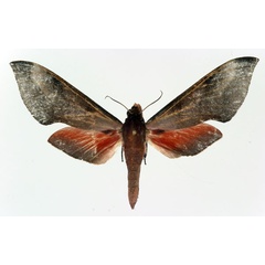 /filer/webapps/moths/media/images/B/bicolor_Phylloxiphia_AF_Basquin.jpg