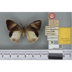 /filer/webapps/moths/media/images/B/brontonepha_Leucoma_HT_BMNHa.jpg