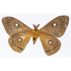 /filer/webapps/moths/media/images/N/neoparilis_Bunaeopsis_PTM_Basquinb.jpg