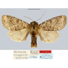 /filer/webapps/moths/media/images/R/rougeoti_Batuana_HT_MNHN.jpg