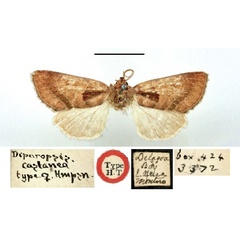 /filer/webapps/moths/media/images/C/castanea_Diparopsis_HT_BMNH.jpg
