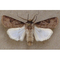 /filer/webapps/moths/media/images/L/longidentifera_Agrotis_A_Butler.jpg