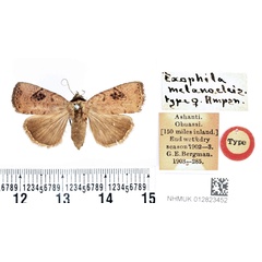 /filer/webapps/moths/media/images/M/melanocleis_Exophyla_AT_BMNH.jpg