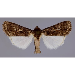 /filer/webapps/moths/media/images/A/apertura_Spodoptera_AM_RMCA_01.jpg