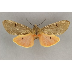 /filer/webapps/moths/media/images/P/pruinosa_Teracotona_AF_BMNH.jpg