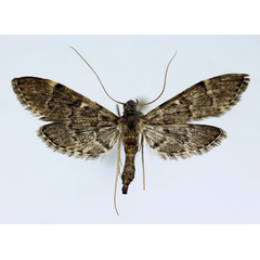 /filer/webapps/moths/media/images/L/lanceolalis_Duponchelia_AM_ISEA_01.jpg