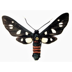 /filer/webapps/moths/media/images/M/mogadorensis_Amata_AF_ZSM.jpg