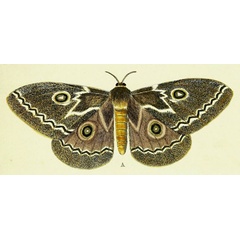 /filer/webapps/moths/media/images/T/tyrrhea_Gonimbrasia_Cramer1_46_A.jpg