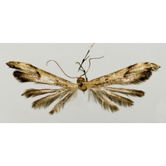 /filer/webapps/moths/media/images/A/anikini_Hellinsia_HT_BMNH.jpg