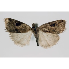 /filer/webapps/moths/media/images/B/bicostata_Episcotia_AF_RMCA.jpg