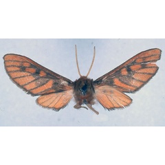 /filer/webapps/moths/media/images/E/erubescens_Rhipidarctia_HT_BMNH_01.jpg