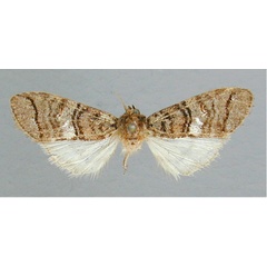 /filer/webapps/moths/media/images/C/cinerea_Metopteryx_A_RMCA.jpg