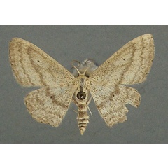 /filer/webapps/moths/media/images/A/astrabes_Scopula_AF_TMSA.jpg