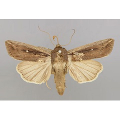 /filer/webapps/moths/media/images/P/ptyonophora_Leucania_A_RMCA_01.jpg