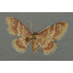 /filer/webapps/moths/media/images/A/auriflua_Idaea_AF_TMSA.jpg