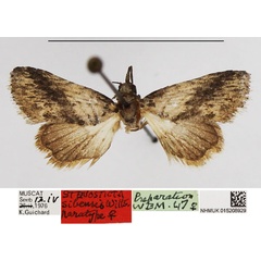 /filer/webapps/moths/media/images/S/sibensis_Stenosticta_PTF_NHMUK.jpg