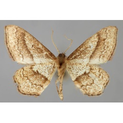 /filer/webapps/moths/media/images/S/seclusa_Scopula_PT_ZSM_02.jpg