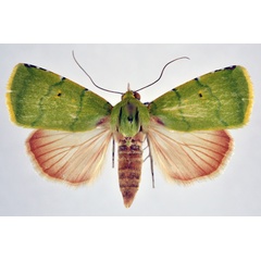 /filer/webapps/moths/media/images/P/phoenicochlora_Lophocrama_AF_NHMO.jpg