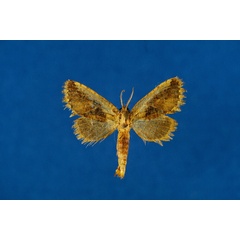 /filer/webapps/moths/media/images/O/ochreicosta_Moyencharia_AF_Lehmann.jpg