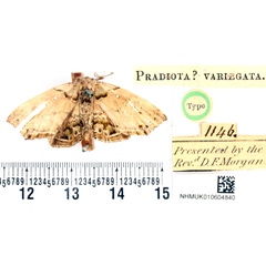 /filer/webapps/moths/media/images/V/variegata_Pradiota_HT_BMNH.jpg