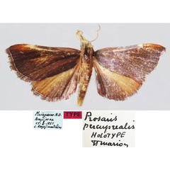 /filer/webapps/moths/media/images/P/percuprealis_Prosaris_HT_MNHN.jpg