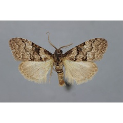 /filer/webapps/moths/media/images/N/nigristriga_Meganola_A_BMNH.jpg