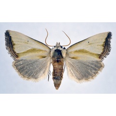 /filer/webapps/moths/media/images/M/marginata_Ectolopha_AF_NHMO.jpg