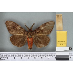 /filer/webapps/moths/media/images/F/fuliginea_Pyramocera_LT_BMNHa.jpg