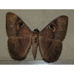 /filer/webapps/moths/media/images/L/limacina_Cyligramma_A_Goff.jpg