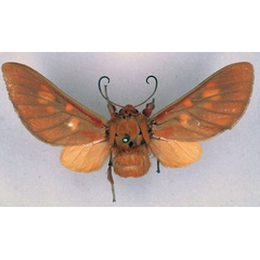 /filer/webapps/moths/media/images/I/inflammata_Balacra_HT_BMNH_01.jpg